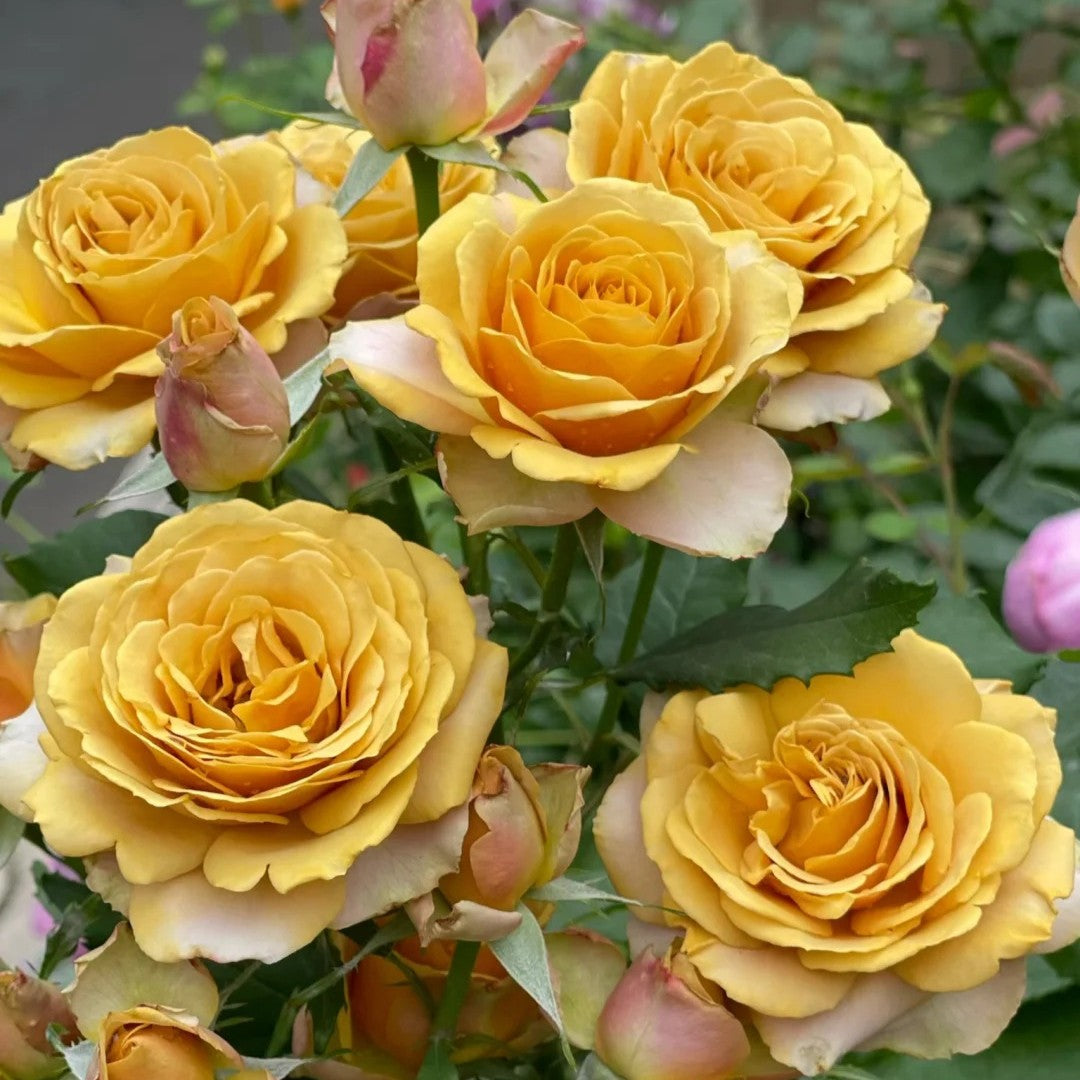 'Pine Dream' Shrub Rose