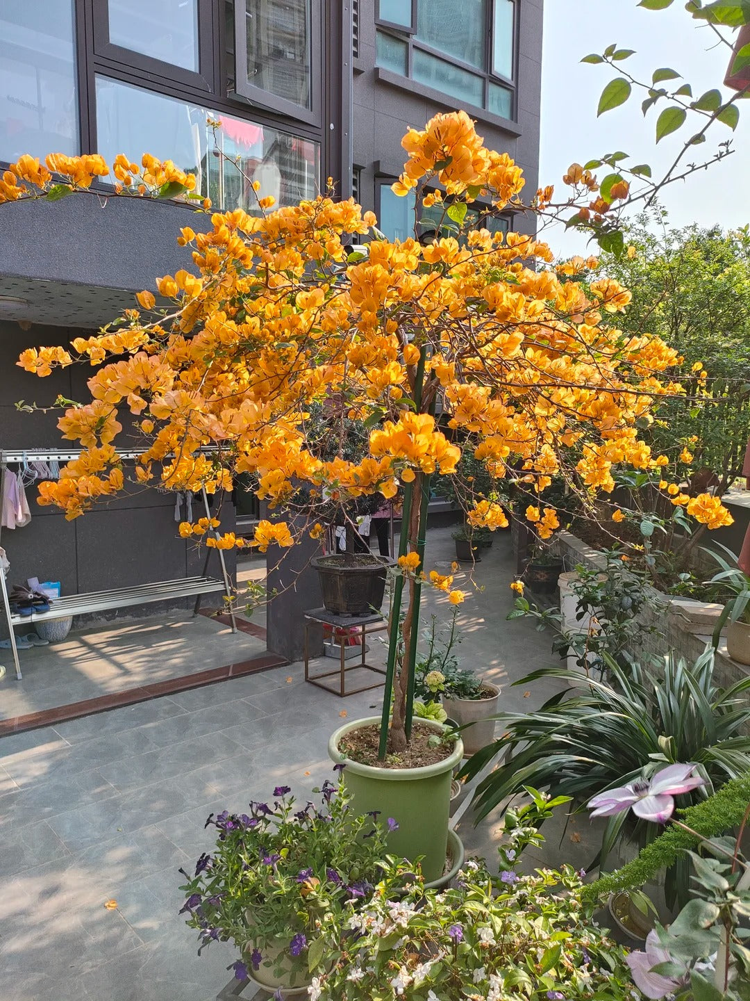 Bougainvillea 'Golden Glow'