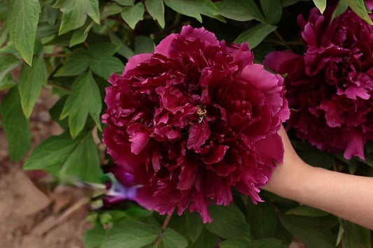 Bai Yuan Hong Xia 百园红霞 Tree Peony