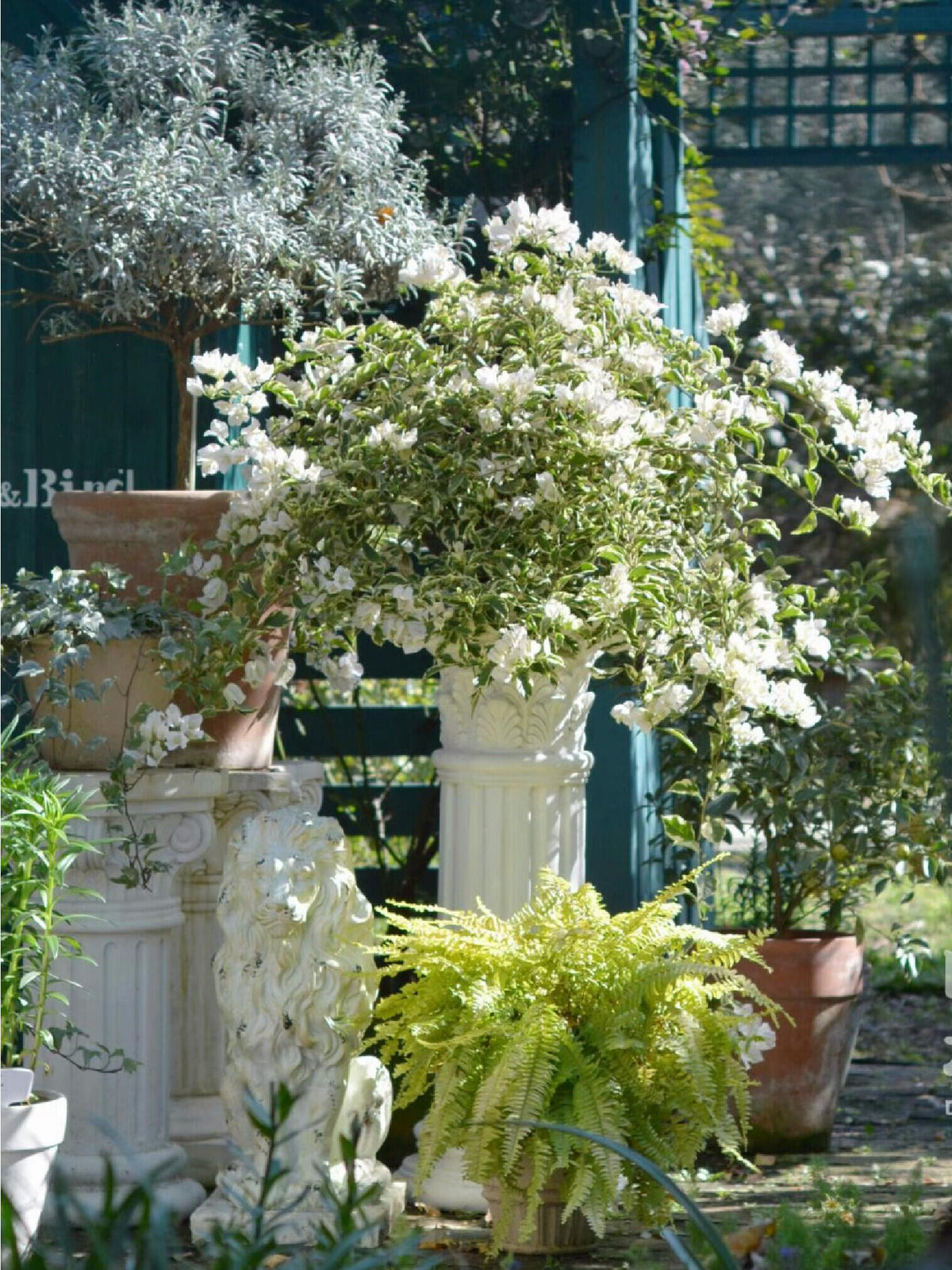 Bougainvillea 'Mrs Eva White Variegata'