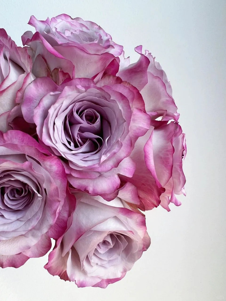 'Glamorous' Shrub Rose