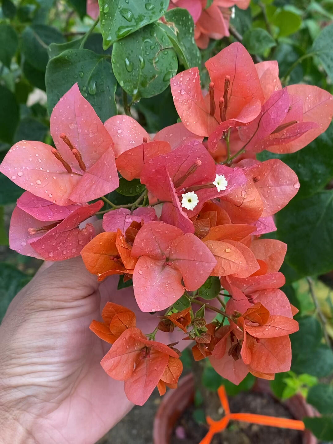 Bougainvillea 'Lemon Orange'