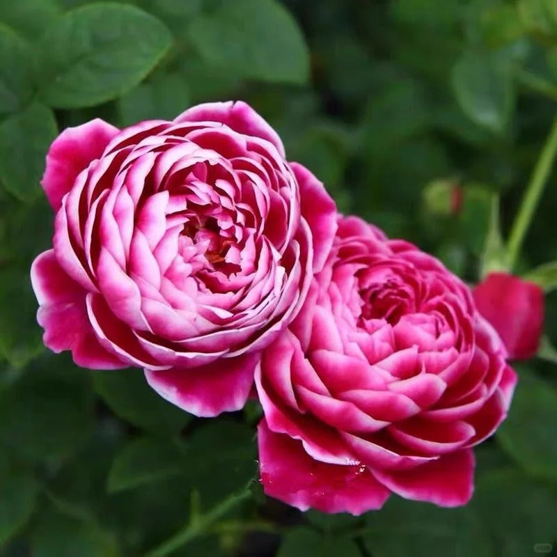 'Marie Rose' Shrub Rose