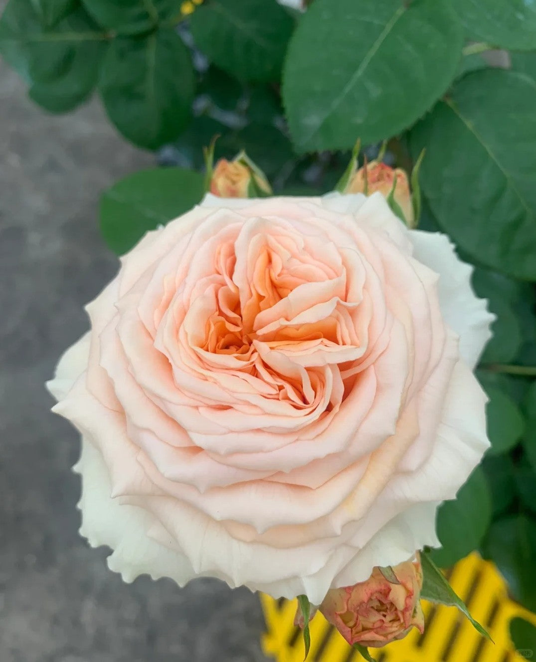 'Lady Capri' Shrub Rose