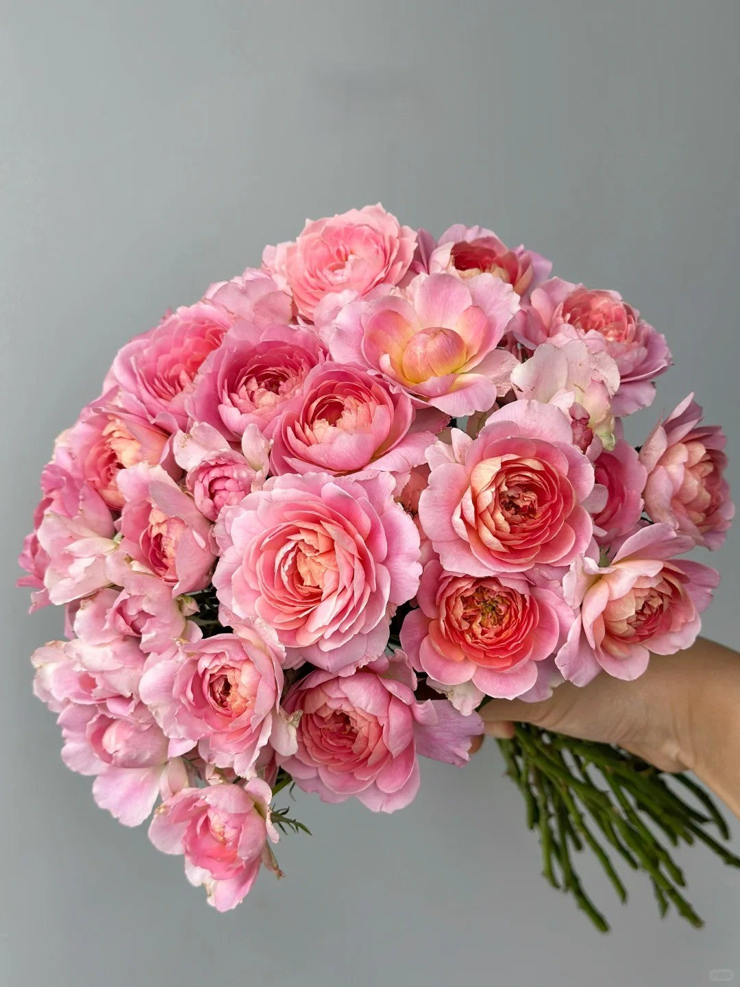 'Zhiqiu' Shrub Rose
