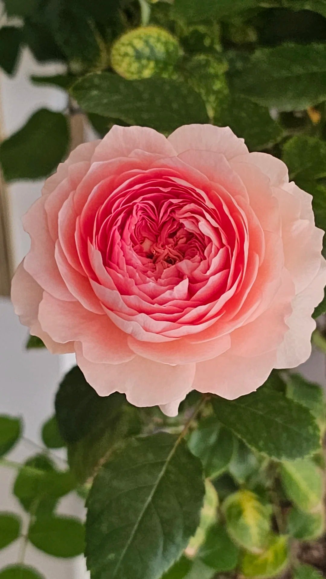 'Lanshan' Shrub Rose