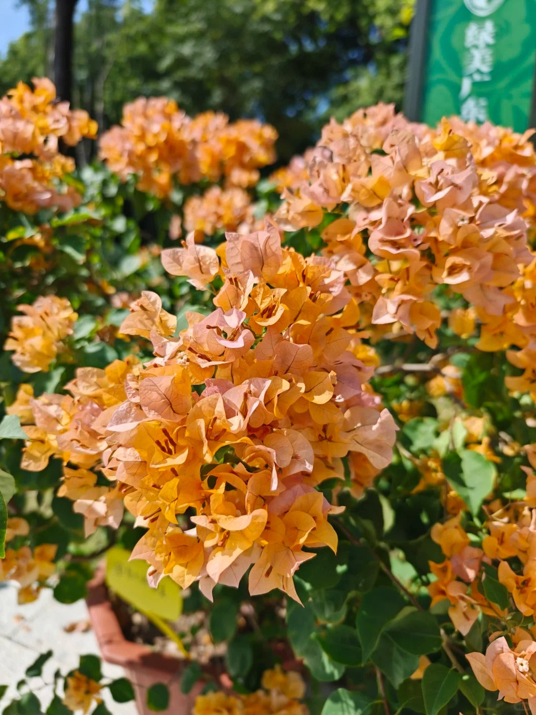 Bougainvillea 'California Gold'