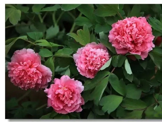 Hu Red 胡红 Tree Peony
