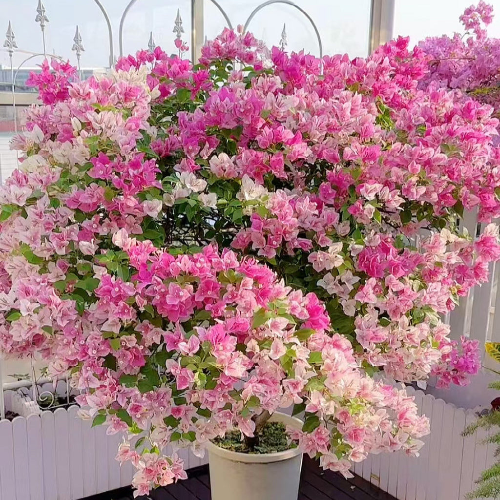 Bougainvillea 'Makris'