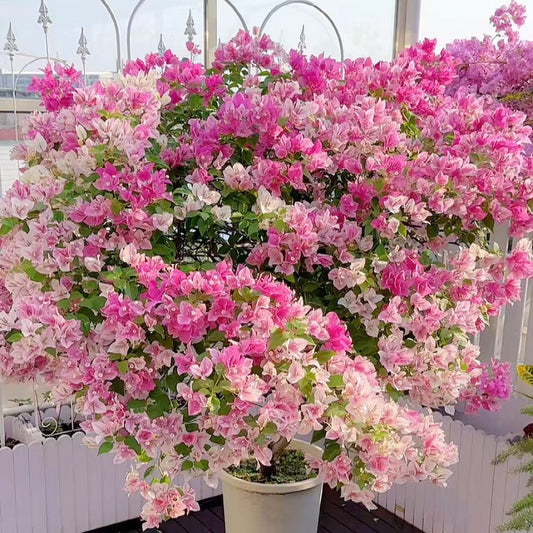 Bougainvillea 'Makris'