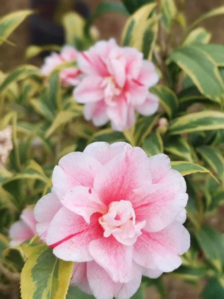'Nishikiba-fukurin-ikkyū' Camellia