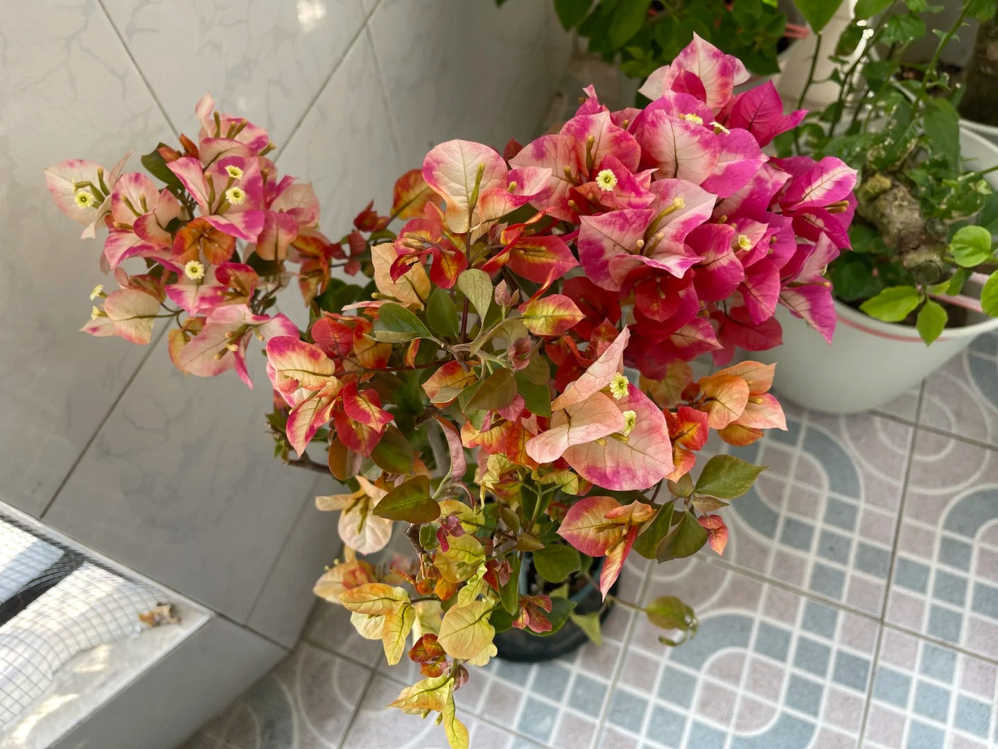 Bougainvillea 'Vodka Ocean'