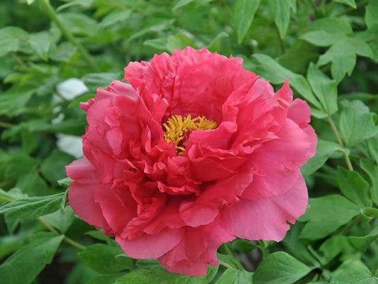 Xu Gang 旭港 Tree Peony