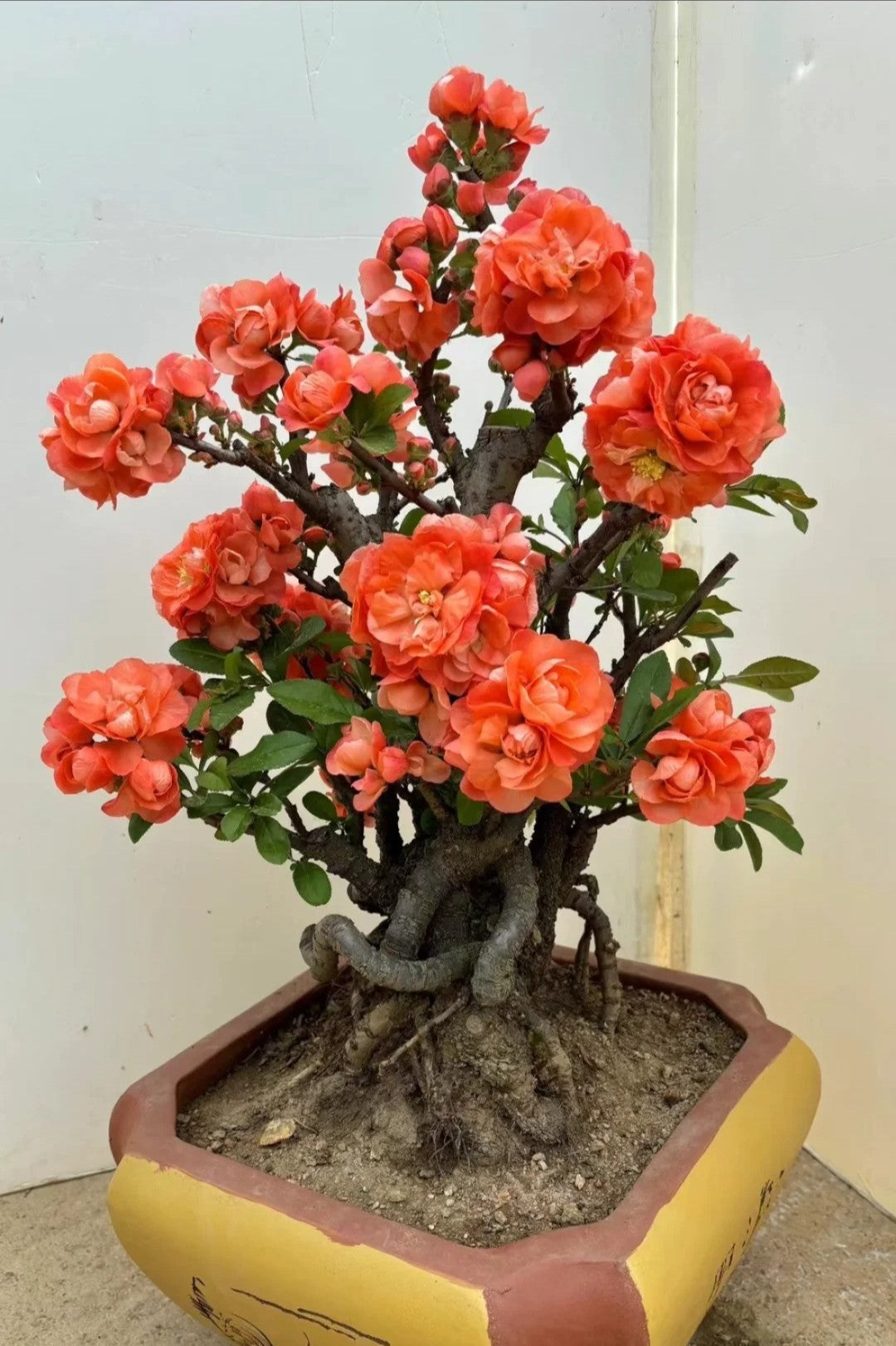 'Sekai Ichi' Japanese Flowering Quince