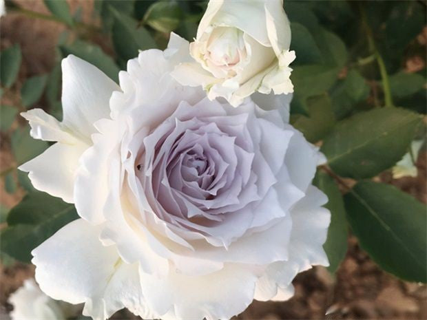 'Lucifer' Shrub Rose