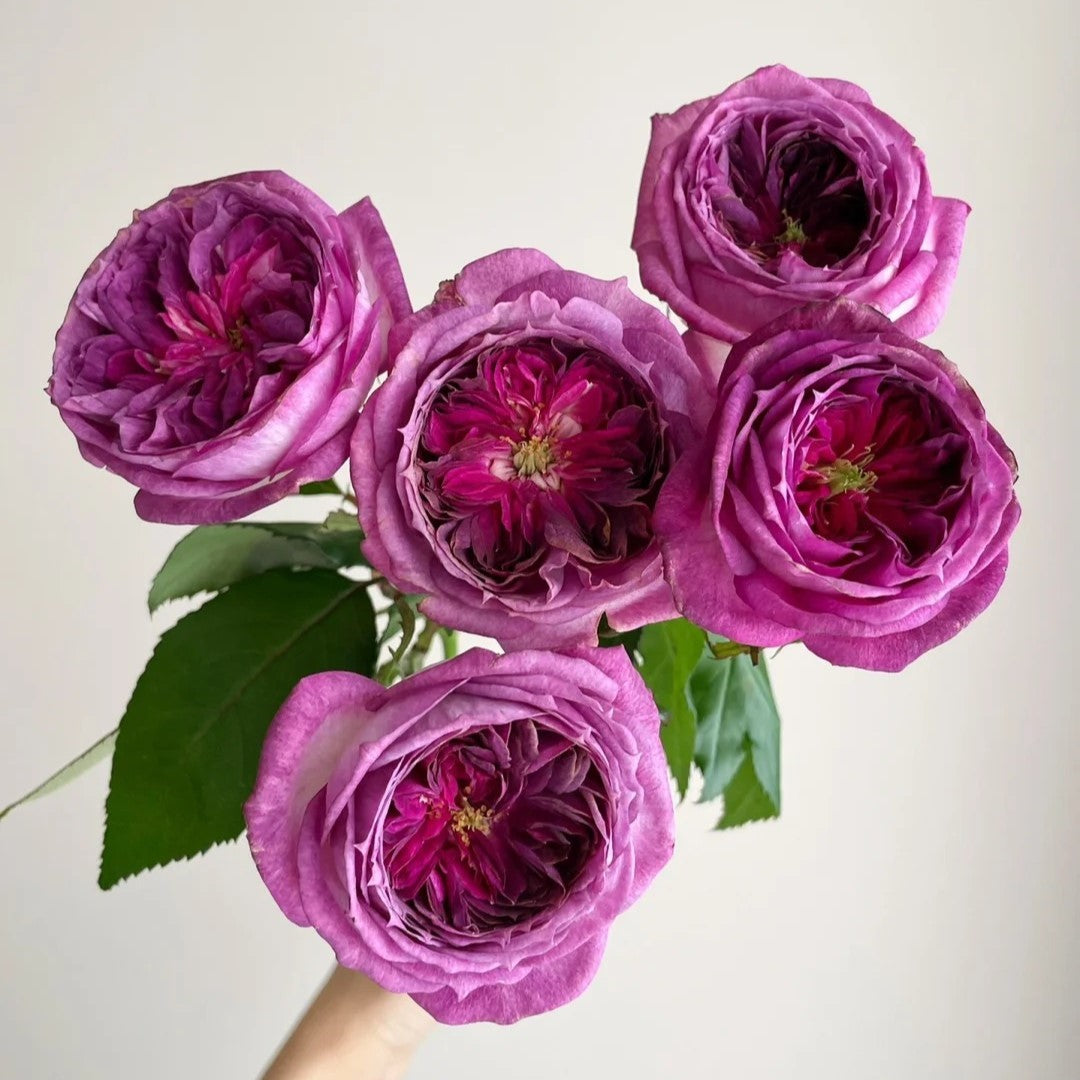 'Thierry Marx' Shrub Rose