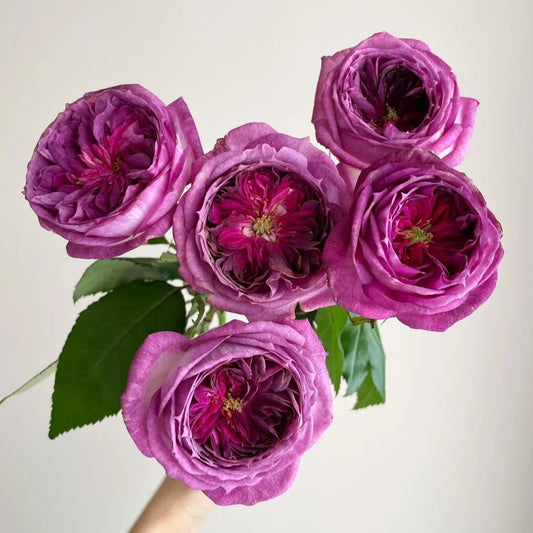 'Thierry Marx' Shrub Rose