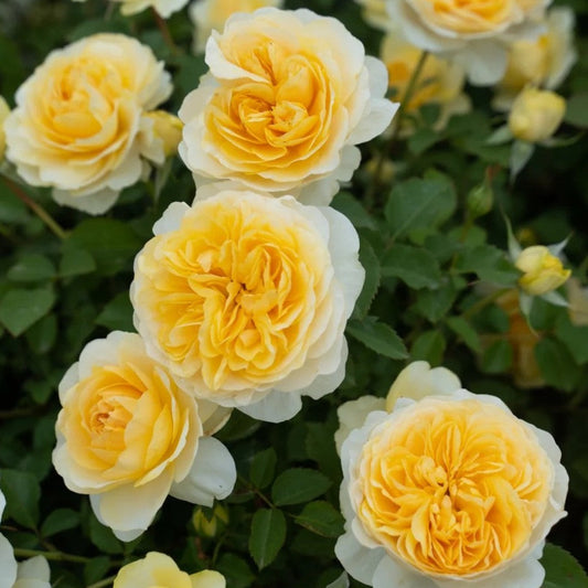 'Ehuang' Shrub Rose