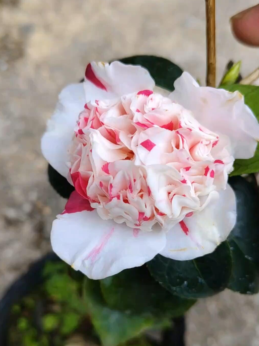 'Sajin Baozhu' Camellia