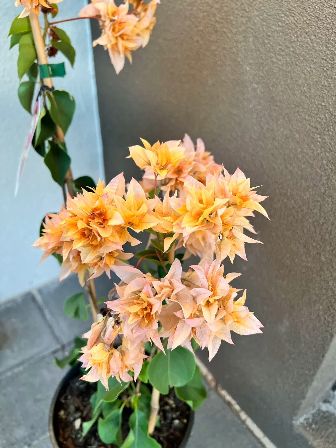 Bougainvillea 'Aussie Gold'