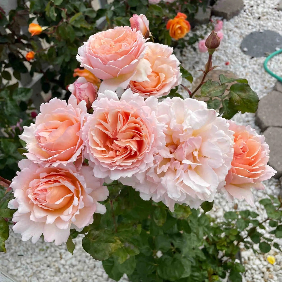 Princesse Charlene de Monaco® Shrub Rose Brush Live Plant, 5 gallon