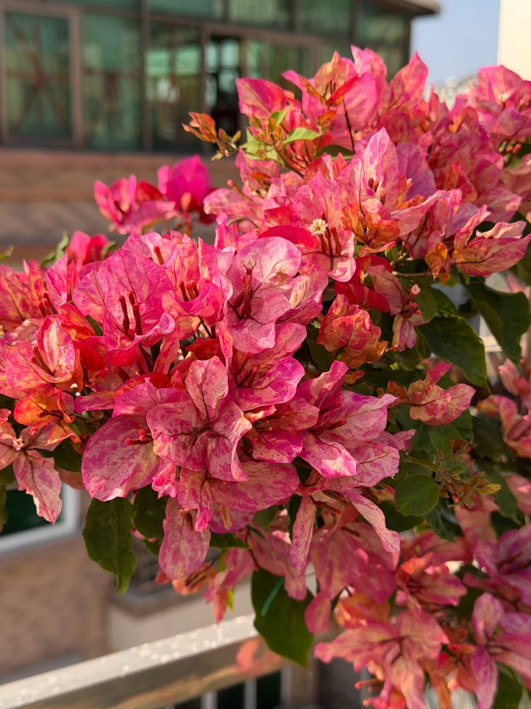 Bougainvillea 'Ajuna'