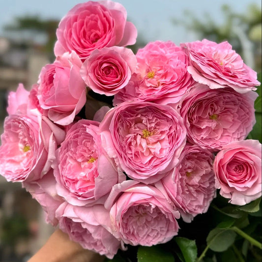 'Wanshan' Shrub Rose