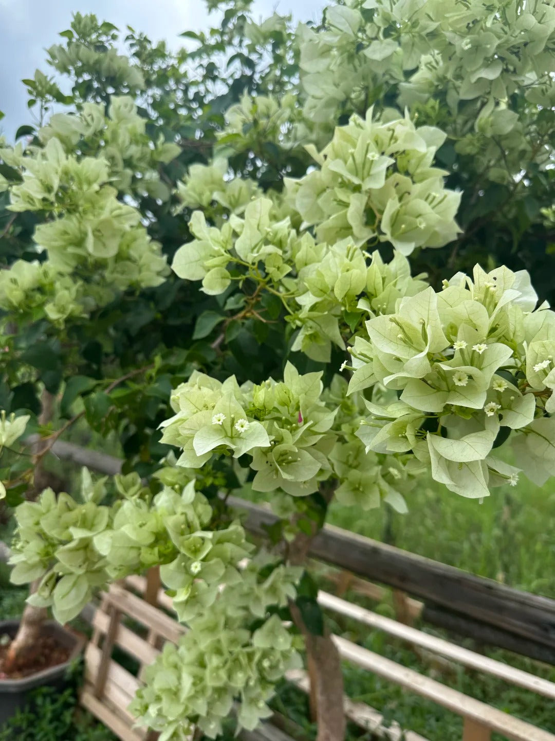 Bougainvillea 'Green Apple'