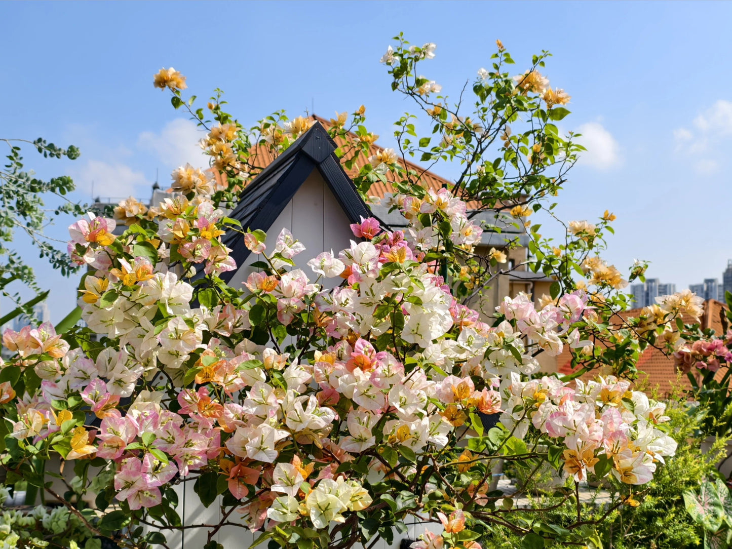 Bougainvillea 'Phoenix'
