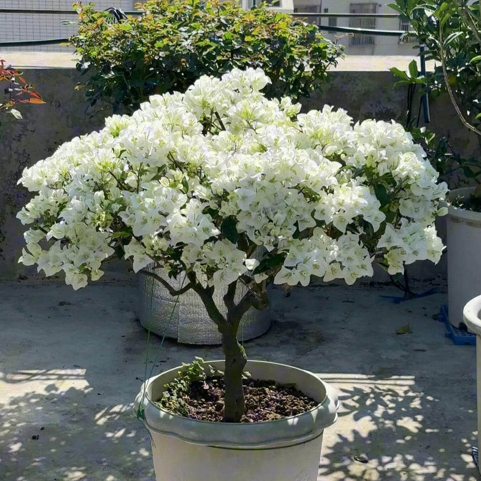 Bougainvillea 'Eva White'