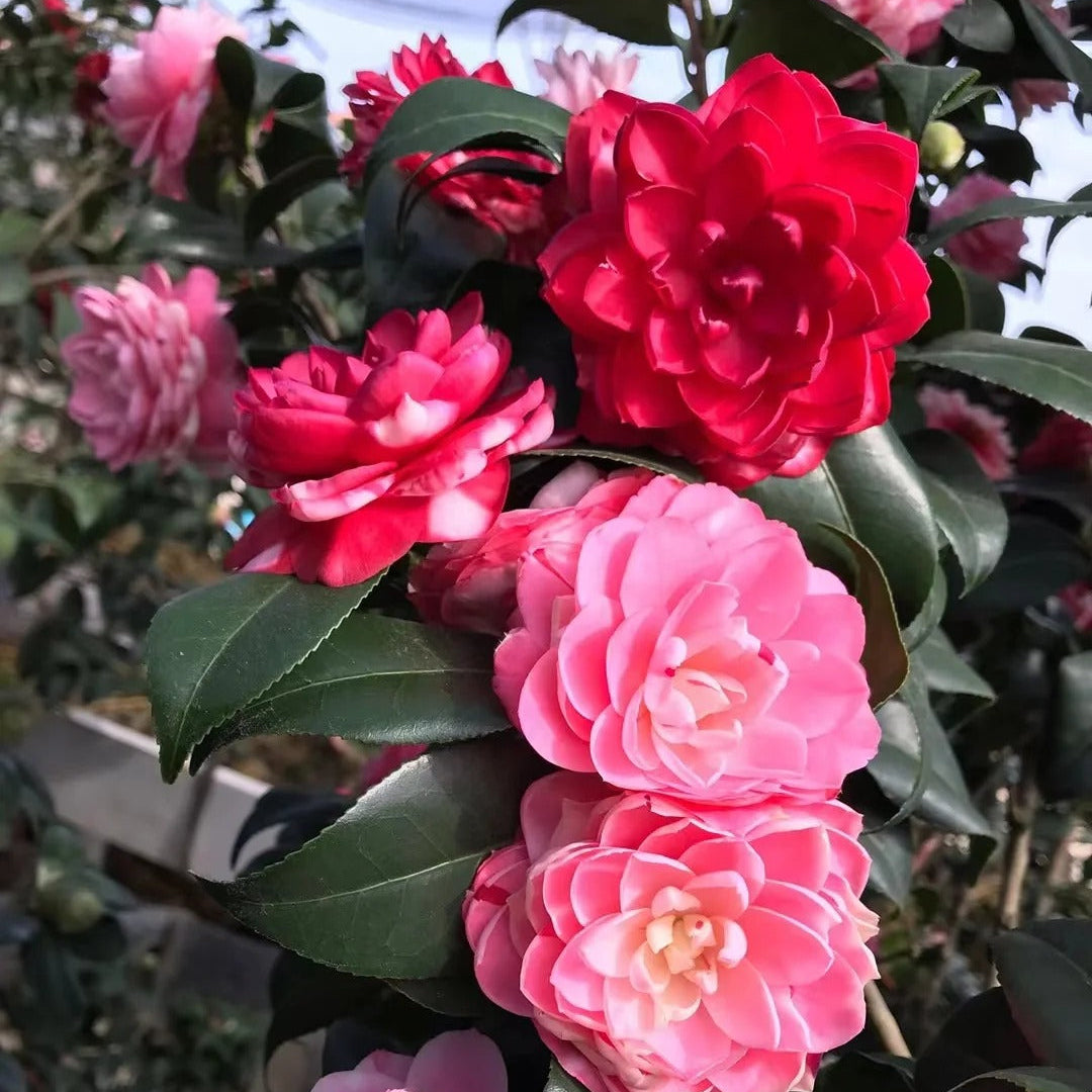 'Tsugawa-shibori' Camellia