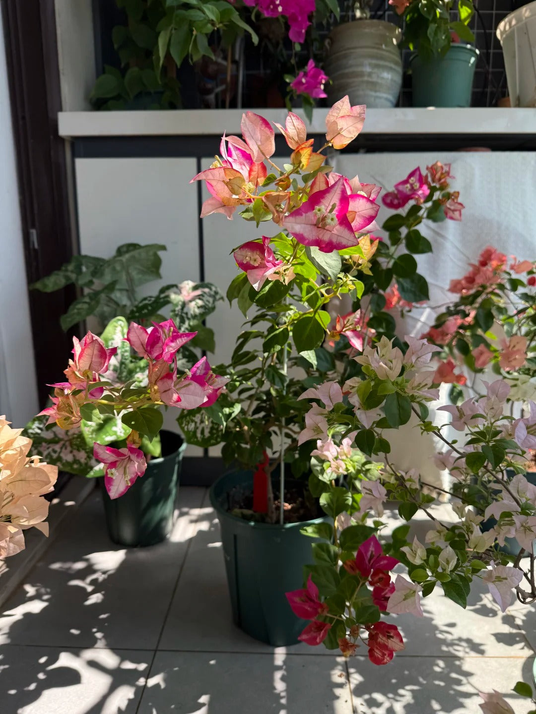 Bougainvillea 'Citra Golden Rao'