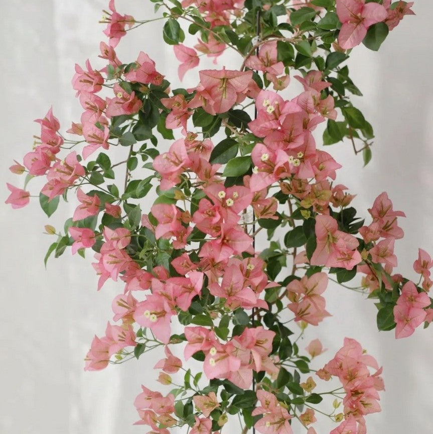 Bougainvillea 'Kayata'