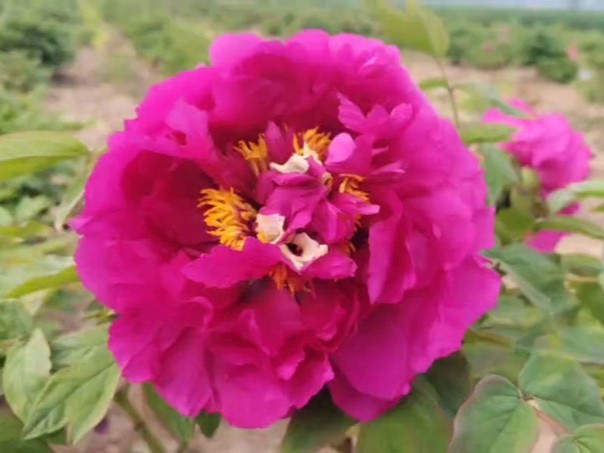 Fei Yan Ling Kong 飞燕凌空 Tree Peony