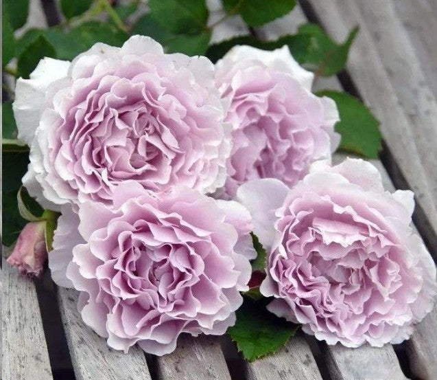 'Libellula' Shrub Rose