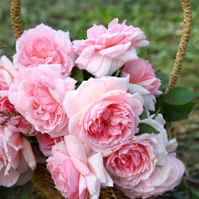 The Wedgwood Rose® (AUSjosiah) David Austin® Climbing Rose Brush Live Plant, 5 gallon