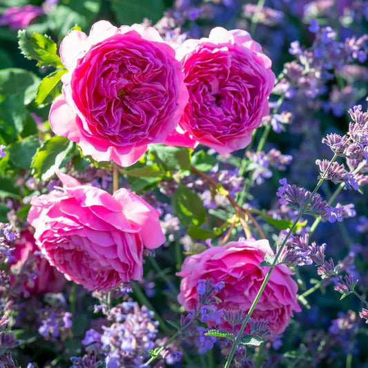 Princess Alexandra of Kent®  (Ausmerchant) David Austin® Shrub Rose Brush Live Plant, 5 gallon