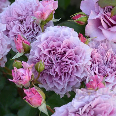 'Colin Craven' Shrub Rose