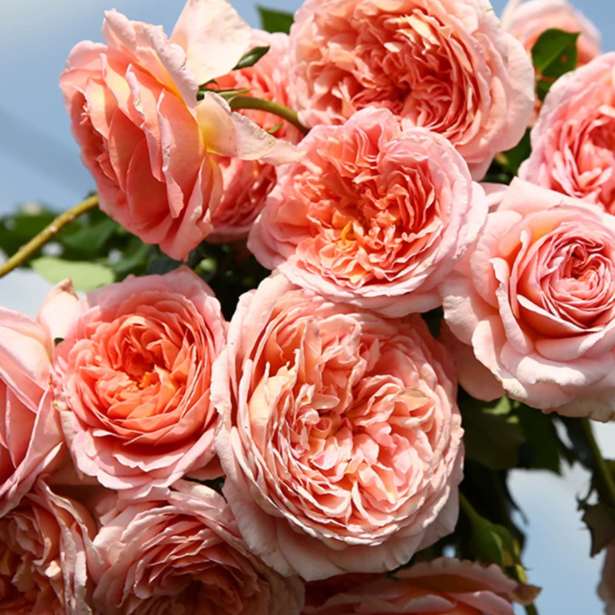 Auscot - English Shrub Rose Brush Live Plant, 3-5 gallon