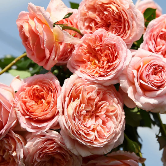 Auscot - English Shrub Rose Brush Live Plant, 3-5 gallon