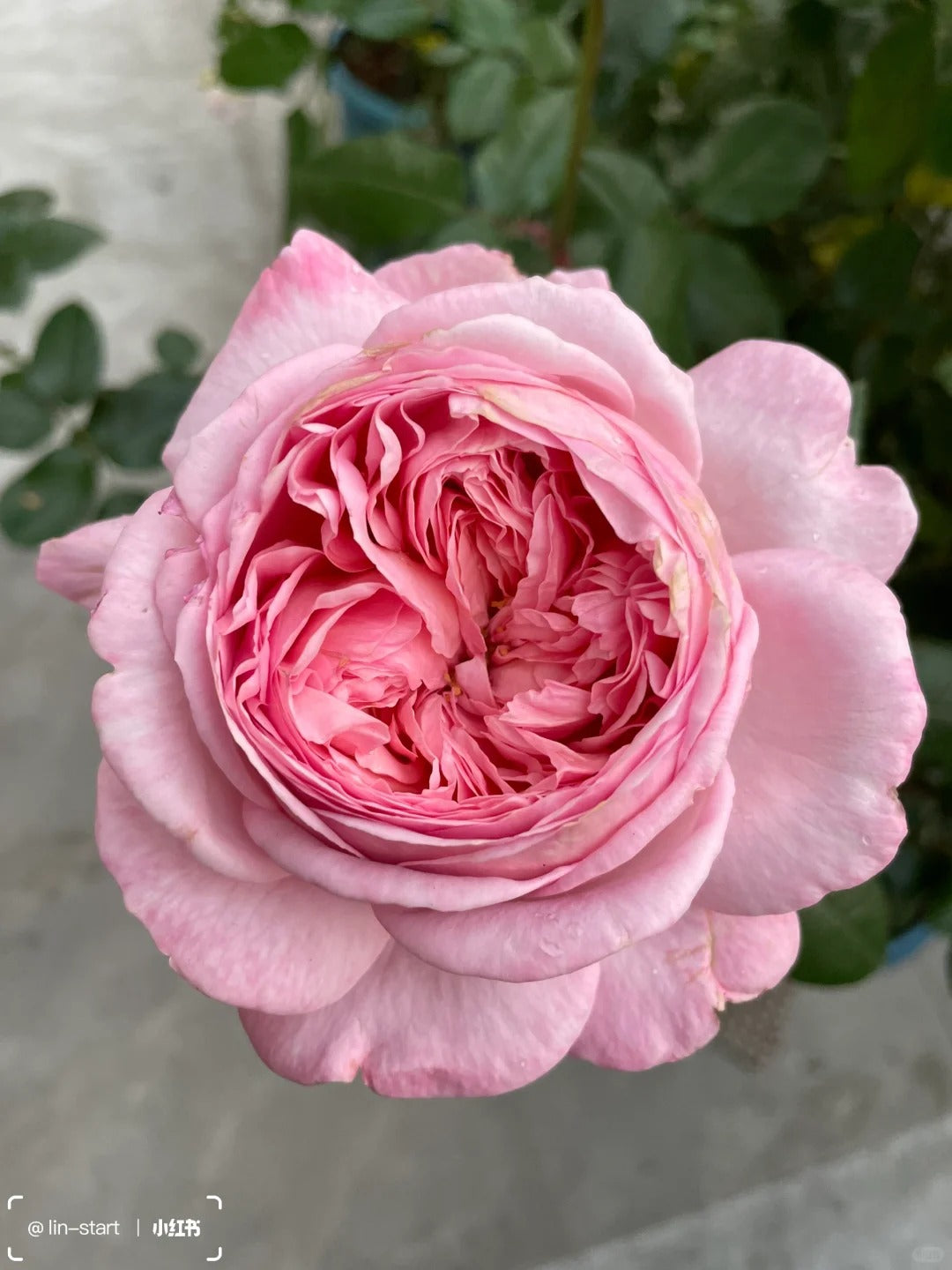 Martha Stewart™ Shrub Rose Brush Live Plant, 5 gallon