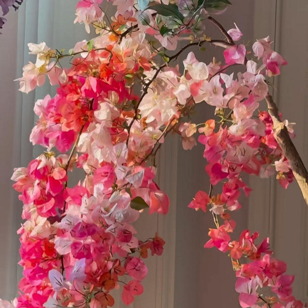 Bougainvillea 'Maharani'