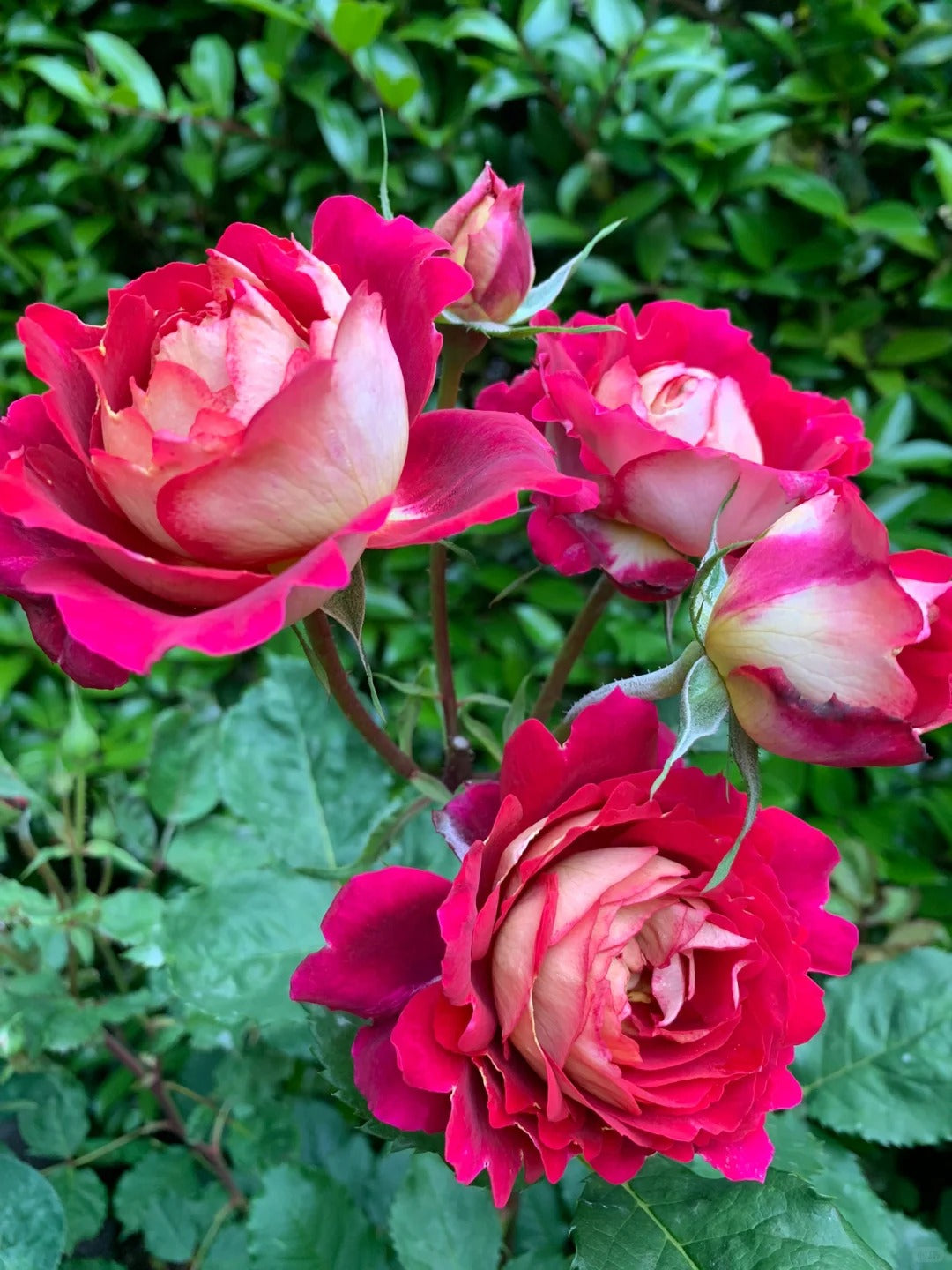 'Dominique Massad' Shrub Rose