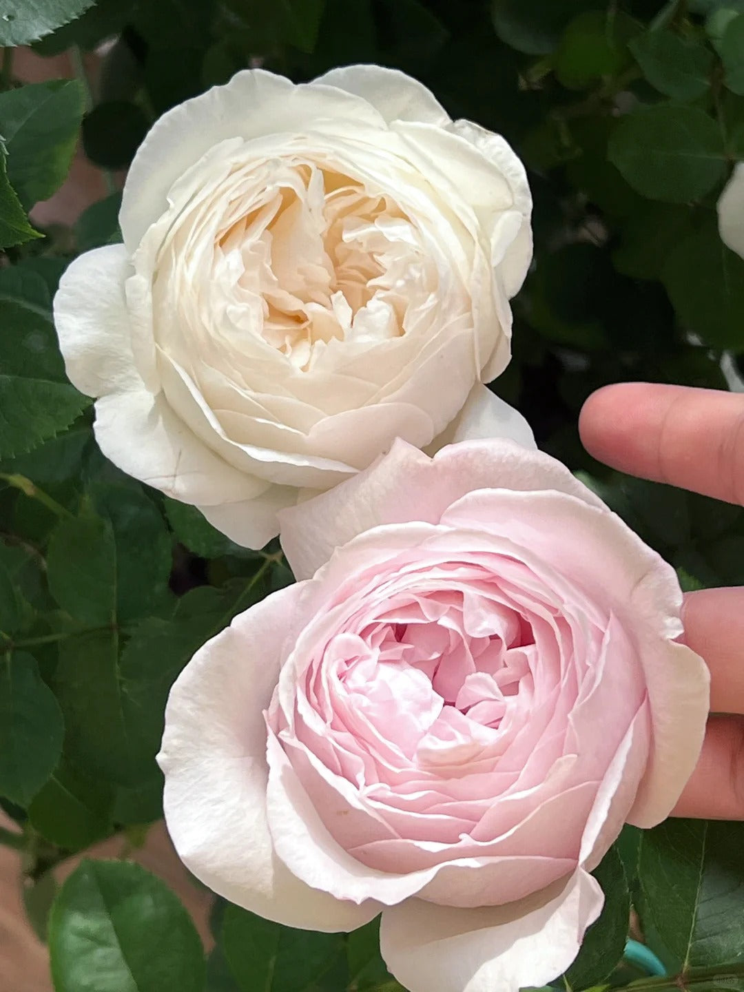 'Huanpei' Shrub Rose