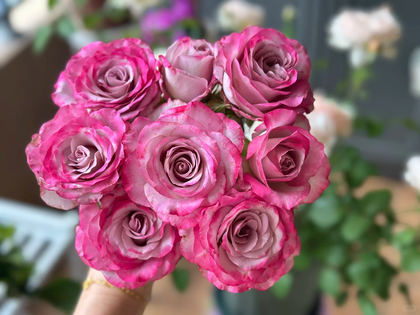 'Glamorous' Shrub Rose