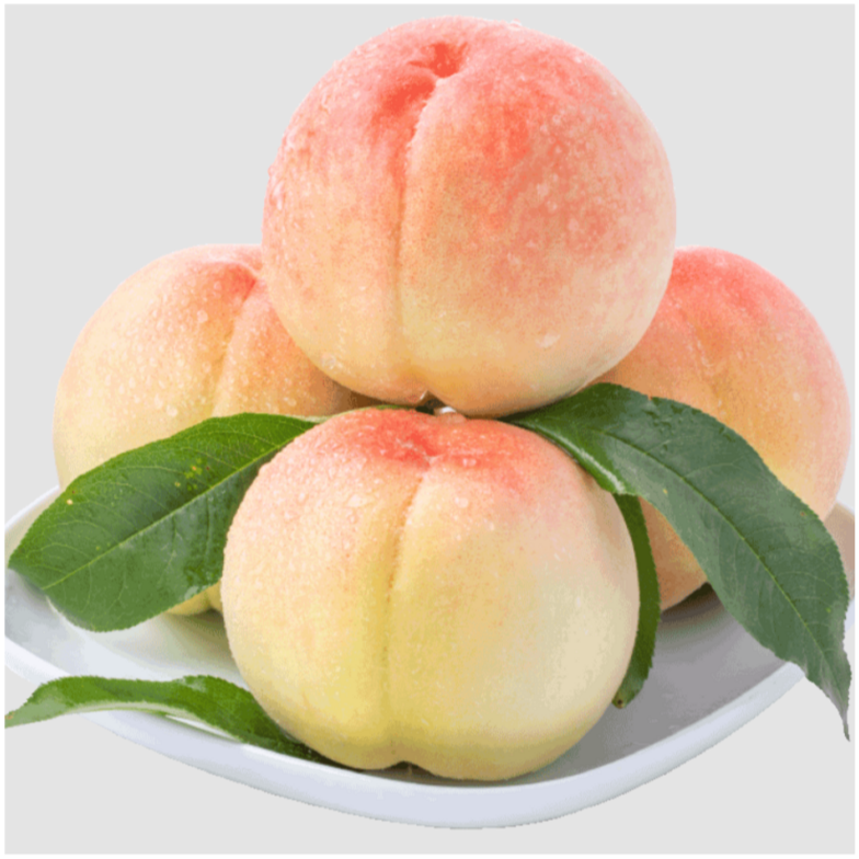Hakuho Honey Peach Tree