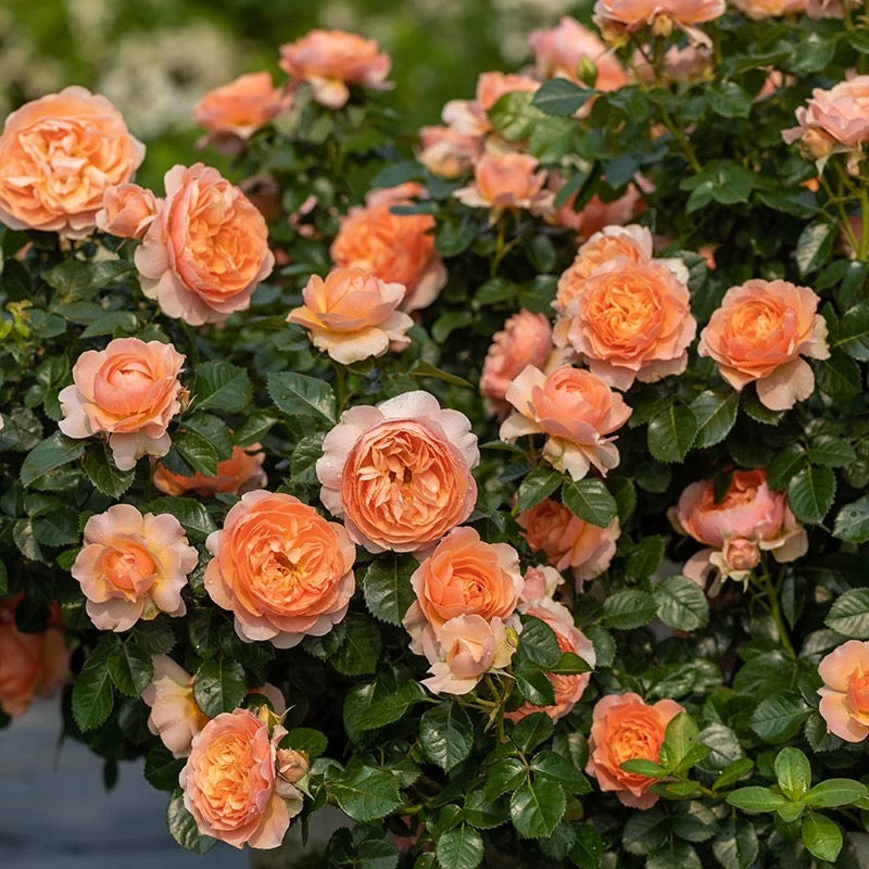 'Juicy Terrazza' Shrub Rose