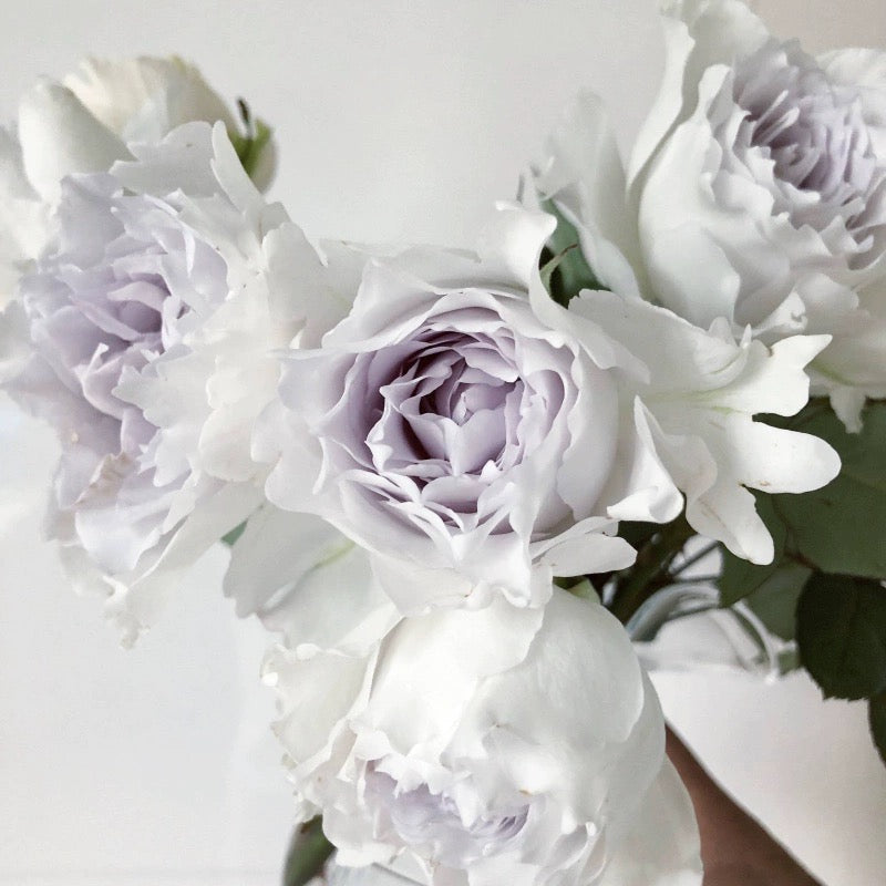 'Gabriel' Shrub Rose