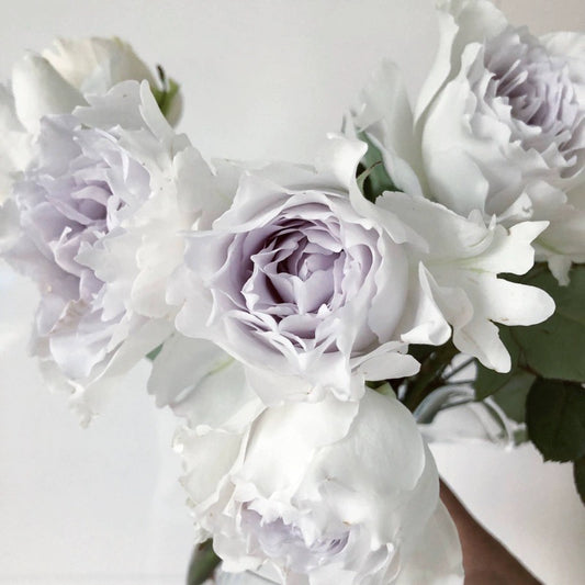 'Gabriel' Shrub Rose