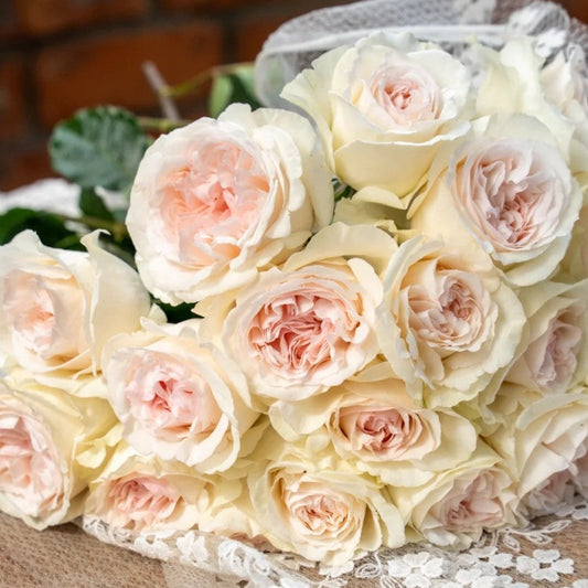 'Xiangsaixue' Shrub Rose